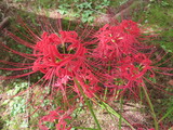 【秋の花の紹介】ヒガンバナ