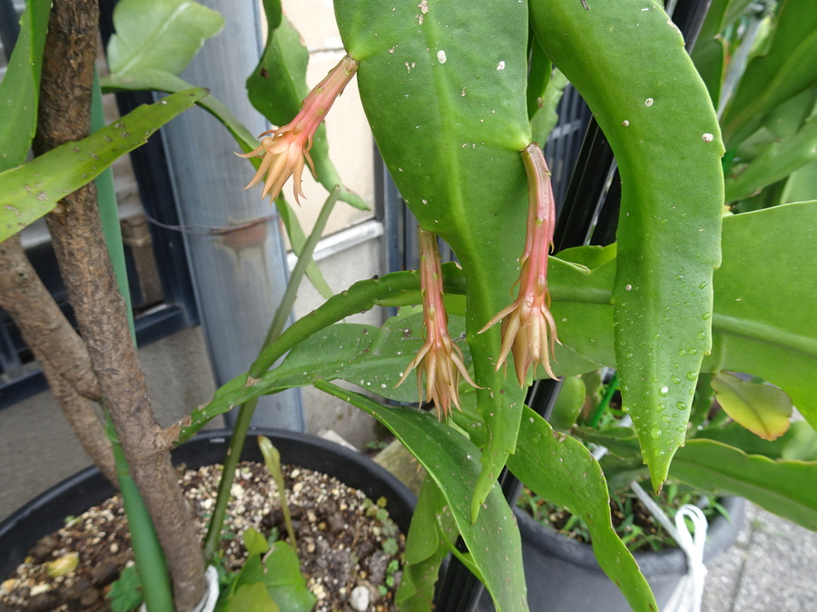花芽
