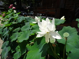 【お知らせ】善徳寺　蓮(蓮華)の花　きれいに開花しています！
