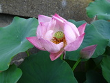 【お知らせ】善徳寺　蓮(蓮華)の花　きれいに開花しています！