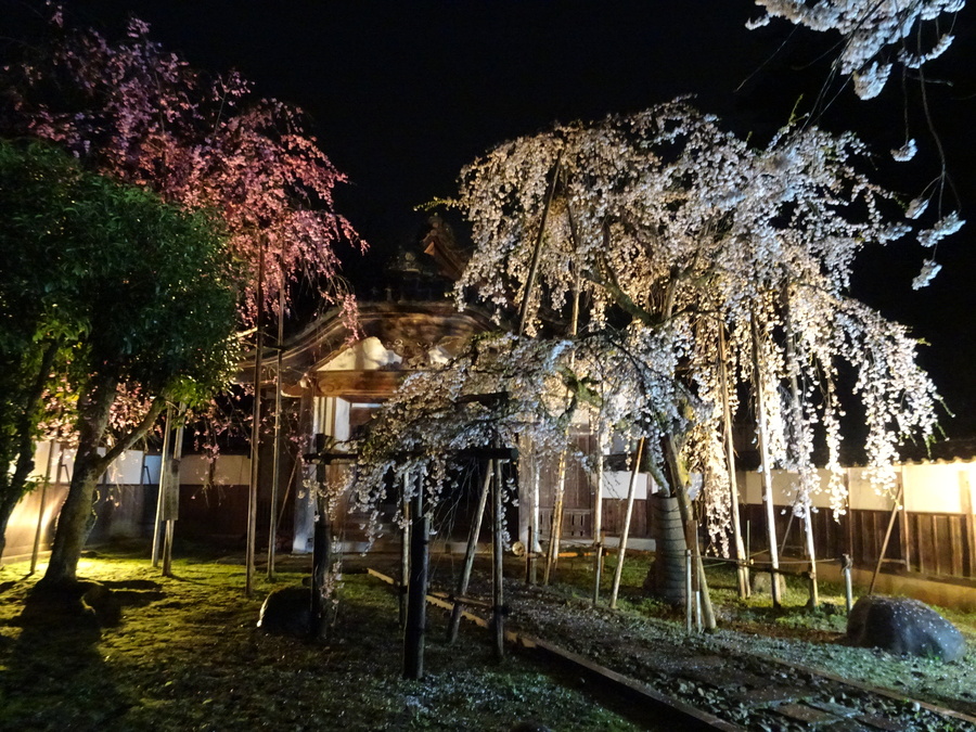 ライトアップされた しだれ桜