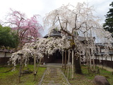 【城端 桜の開花状況④】ヨウコウ、エドヒガン、ソメイヨシノ　まだ見頃！　(4/10-11時点)